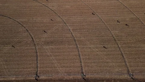 Cows Graze Cornfield Aerial View Overhead Agriculture Stock Footage 257174307