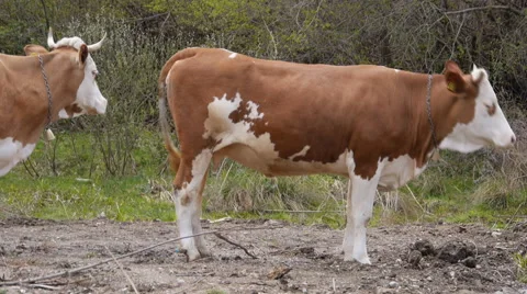 Cows graze in the countryside 스톡 동영상 46400339