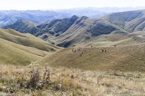 Cows graze in Dagestan mountains Stock Photos