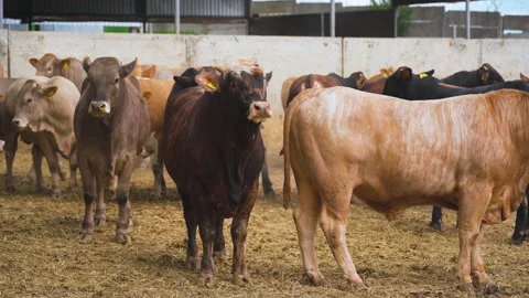 Cows graze on the farm. Close-up.  Vídeo Stock 179081160