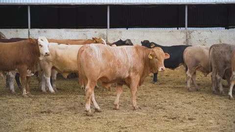 Cows graze on the farm. Close-up.  Vidéo 179083938