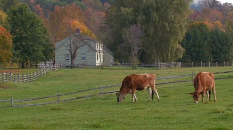 Cows Graze on a Farm Stock-Footage 270721