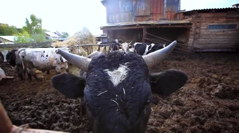 Cows graze on a farm Stock Footage 52317331