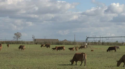 Cows graze in farm time lapse Video stock 5087733