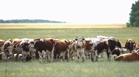 Cows graze in field 4K Vídeo Stock 54033652