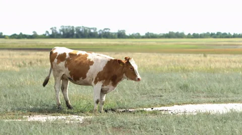 Cows graze in field 4K Vídeo Stock 54037115
