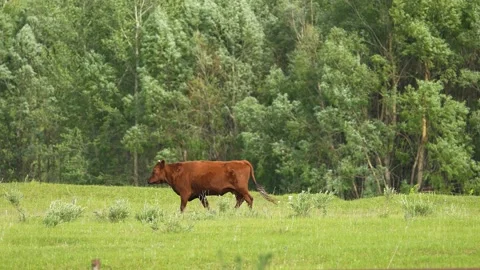 Cows graze in the field. beef for the restaurant. household. medium-rare steak Stock Footage 201085243