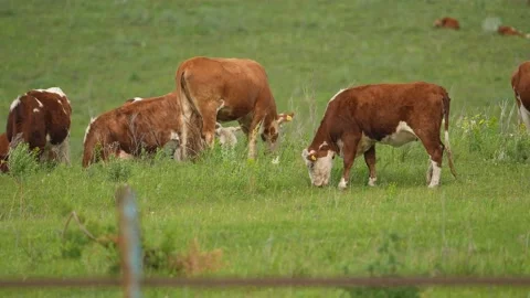 Cows graze in the field. beef for the restaurant. household. medium-rare steak Stock Footage 201087087