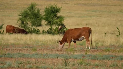 Cows graze in the field. beef for the restaurant. household. medium-rare steak Stock Footage 201091755