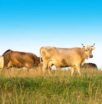 Cows graze in the field. Close-up. Stock Photos