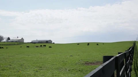 Cows graze in a field as clouds pass overhead 動画素材 41607762