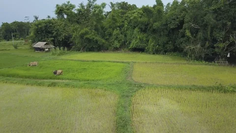 Cows graze in a field on the edge of a forest in Myanmar Video stock 95660662