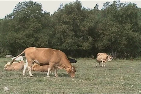 Cows graze on field Video stock 103926
