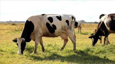 Cows graze in field Stock Footage 844079