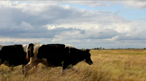 Cows graze in field Stock Footage 844083