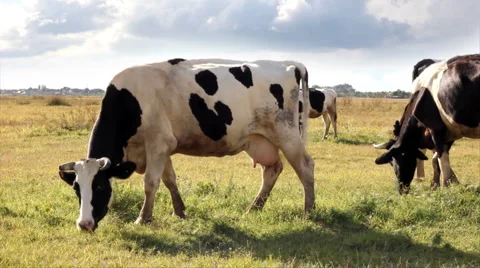 Cows graze in field Stock Footage 1049276