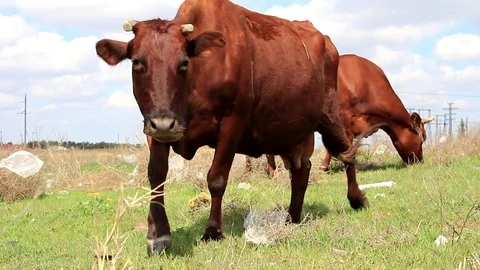 Cows graze on the field Video stock 78253572
