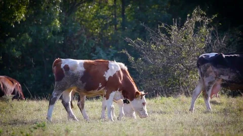 Cows  graze in the field Видео 79518405