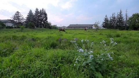 Cows Graze In Field Vidéo 89577116