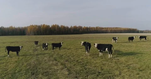 Cows graze on the field Stock Footage 99859468