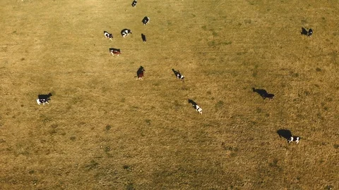Cows graze in the field Stock Footage 107330740