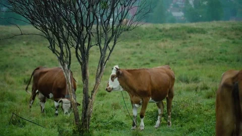 Cows graze in the field Stock Footage 205377228