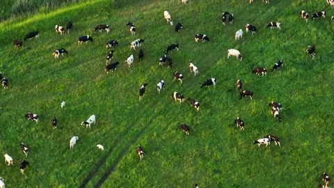 Cows graze on field with green grass at farm. Cow in field. Video stock 201289758