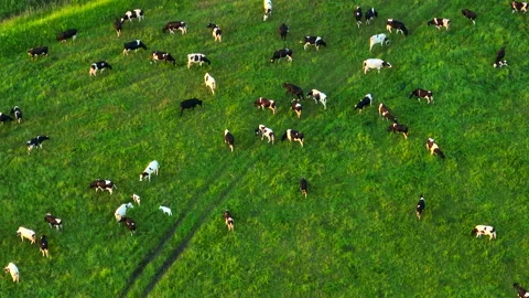 Cows graze on field with green grass at farm. Cow in field. 動画素材 201294305