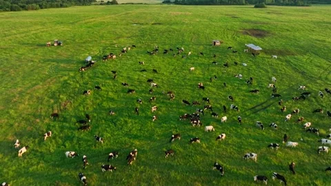 Cows graze on field with green grass at farm. Cow in field. Video stock 201294469