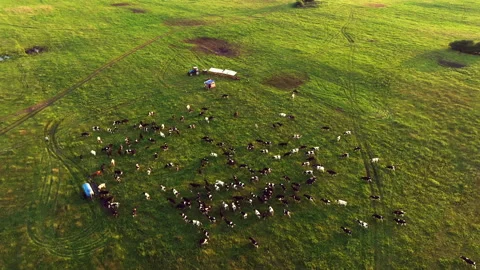 Cows graze on field with green grass at farm. Cow in field. Stockbeeldmateriaal 201339778