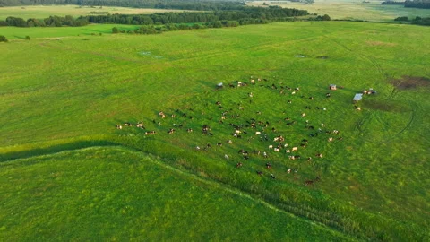Cows graze on field with green grass at farm. Cow in field. 動画素材 201383201