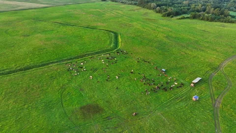 Cows graze on field with green grass at farm. Cow in field. Video stock 201383420