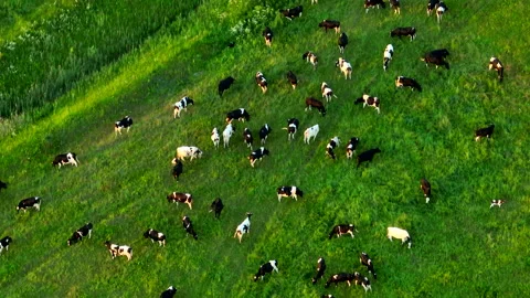 Cows graze on field with green grass at farm. Cow in field. 스톡 동영상 201385043