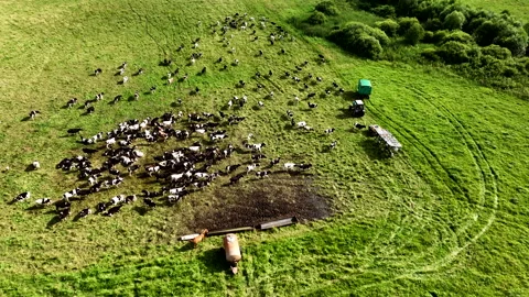 Cows graze on field with green grass at farm. Cow in field. 스톡 동영상 203841199