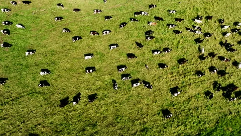 Cows graze on field with green grass at farm. Cow in field. Stock Footage 203841852