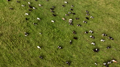 Cows graze on field with green grass at farm. Cow in field. Vídeo Stock 203852604