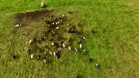 Cows graze on field with green grass at farm. Cow in field. Vídeo Stock 203853002