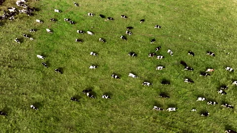 Cows graze on field with green grass at farm. Cow in field. 스톡 동영상 203872174