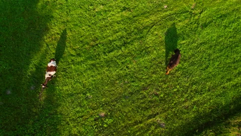 Cows graze on field with green grass at farm. Cow in field. Vídeos de archivo 203893336