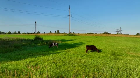 Cows graze on field with green grass at farm. Cow in field. Stock-Footage 203896394