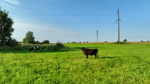 Cows graze on field with green grass at farm. Cow in field. Vídeos de archivo 203896608