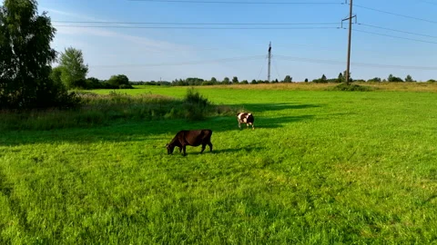 Cows graze on field with green grass at farm. Cow in field. 스톡 동영상 203896613