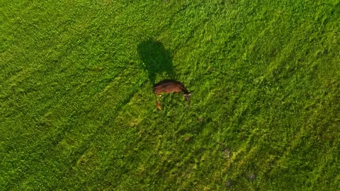 Cows graze on field with green grass at farm. Cow in field. 스톡 동영상 203896712