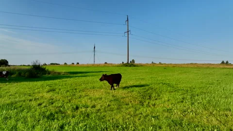 Cows graze on field with green grass at farm. Cow in field. Vidéo 203896717