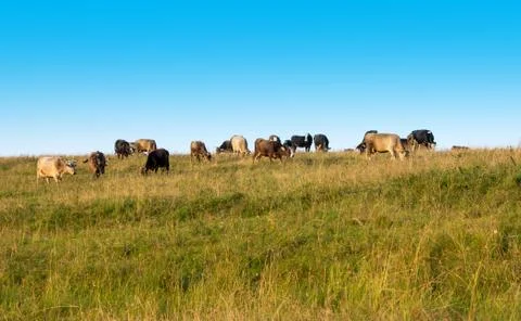 Cows graze in the field. Фото