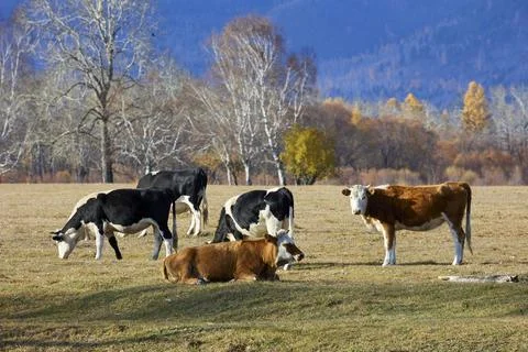 Cows graze on the field Stock Photos