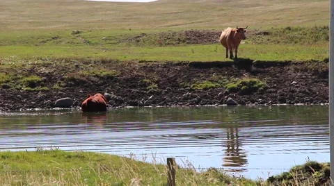 Cows graze a field at a pond with reflections in the water Stock Footage 54913688