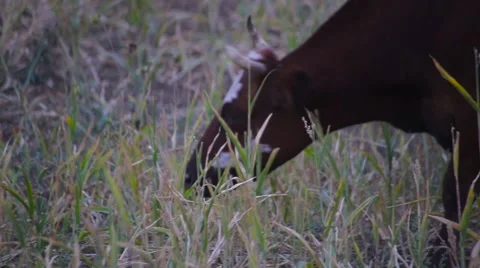 Cows graze in a field Shepherd, cows eat Видео 69054460