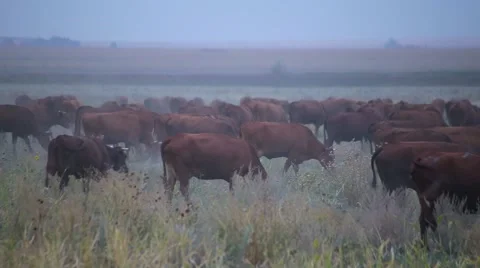 Cows graze in a field Shepherd, cows eat Stock Footage 69054475