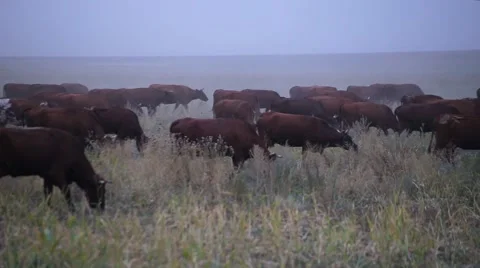 Cows graze in a field Shepherd, cows eat Stock Footage 69054480